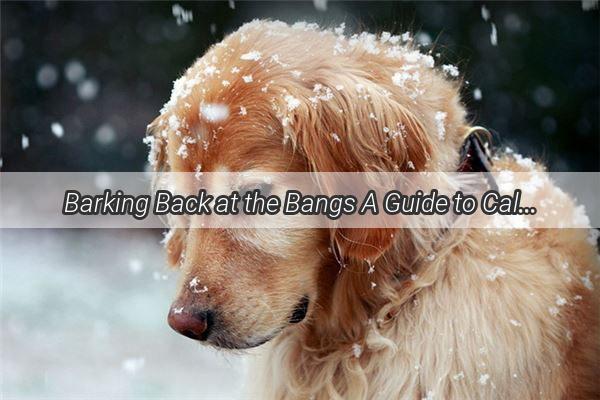 Barking Back at the Bangs A Guide to Calming Your Pup Through Fireworks Fear